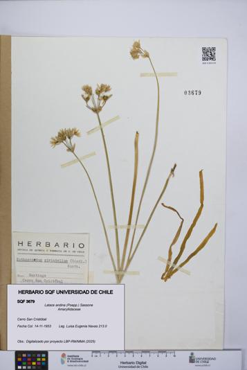 Latace andina [Espécimen: UCH:SQF:0003679]