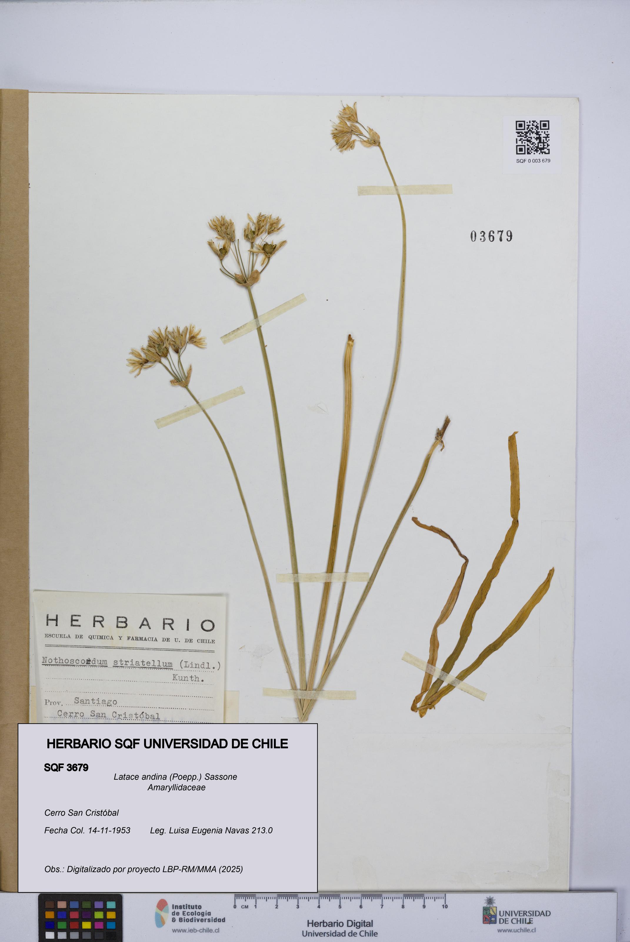 Latace andina [Espécimen: UCH:SQF:0003679]