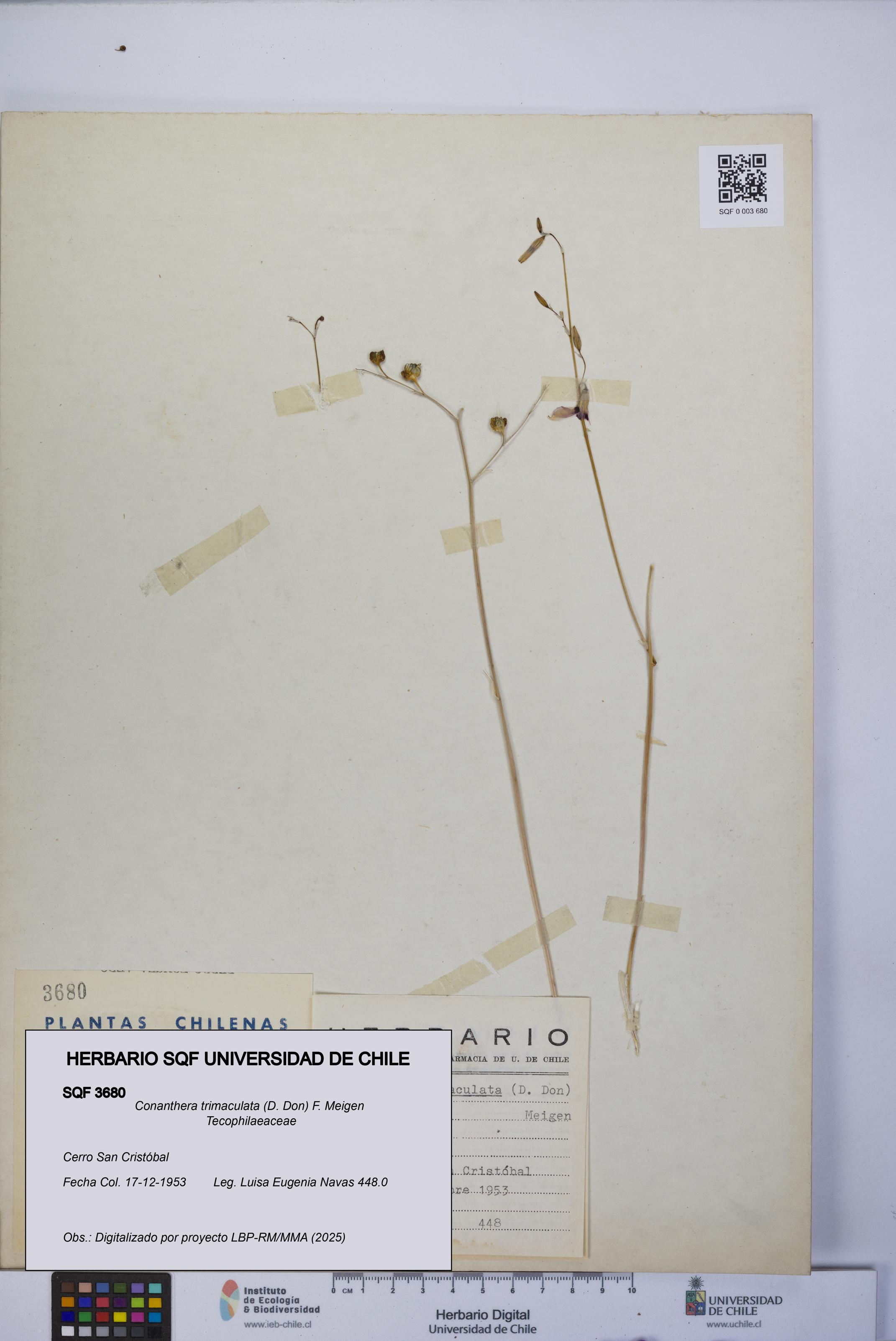 Conanthera trimaculata [Espécimen: UCH:SQF:0003680]