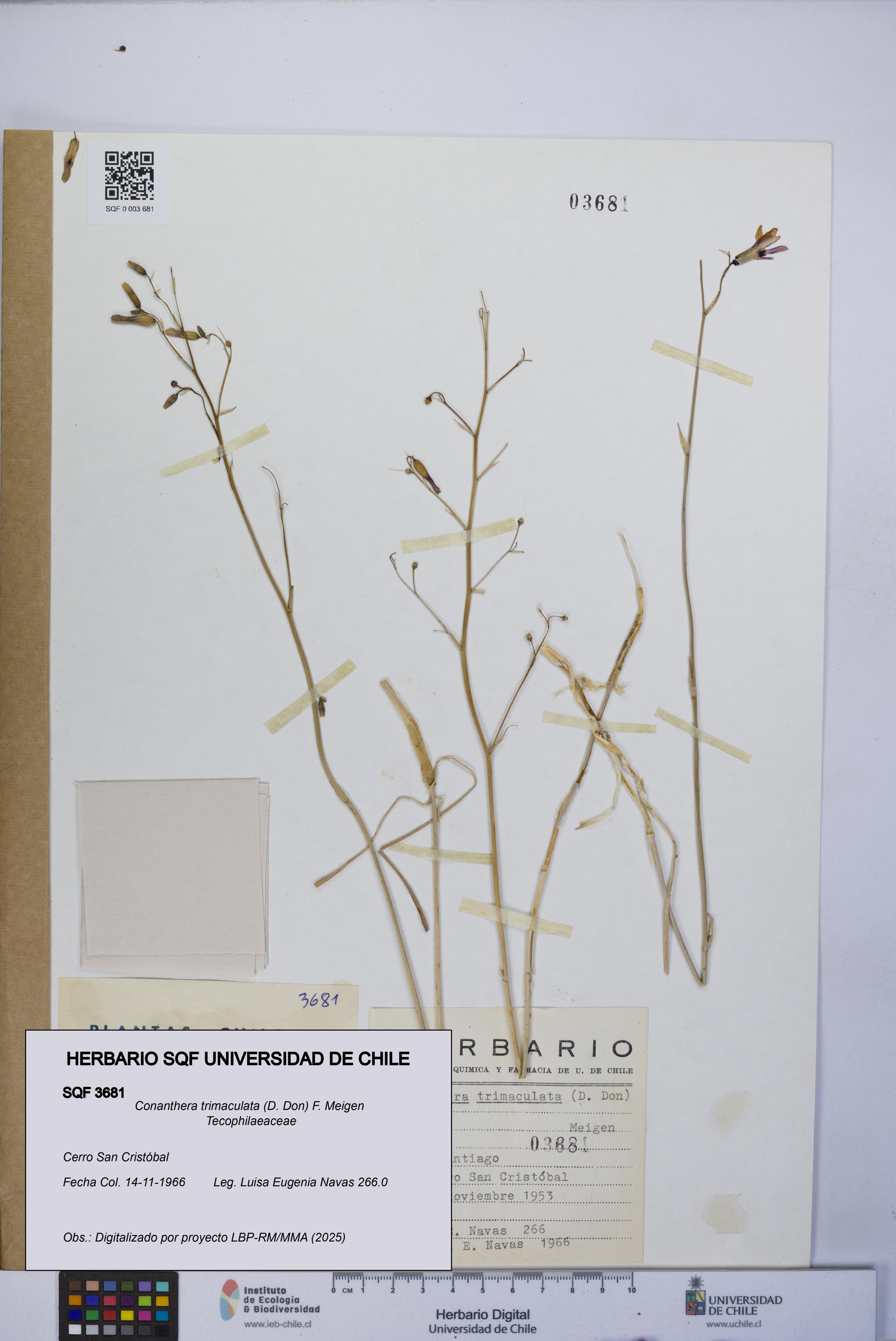 Conanthera trimaculata [Espécimen: UCH:SQF:0003681]