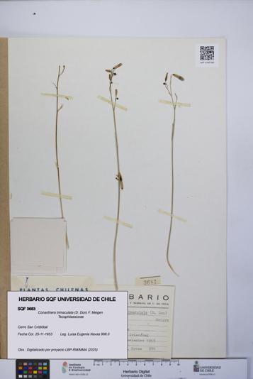 Conanthera trimaculata [Espécimen: UCH:SQF:0003683]