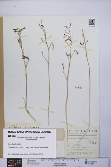 Conanthera trimaculata [Espécimen: UCH:SQF:0003684]