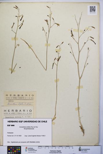 Conanthera bifolia [Espécimen: UCH:SQF:0003685]