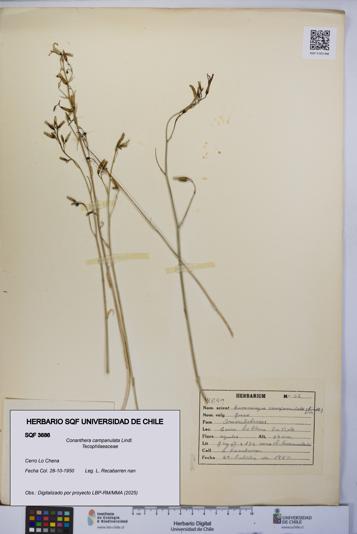Conanthera campanulata [Espécimen: UCH:SQF:0003686]