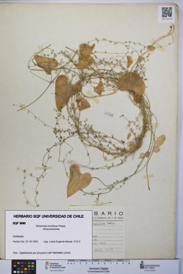 Dioscorea humifusa [Espécimen: UCH:SQF:0003690]