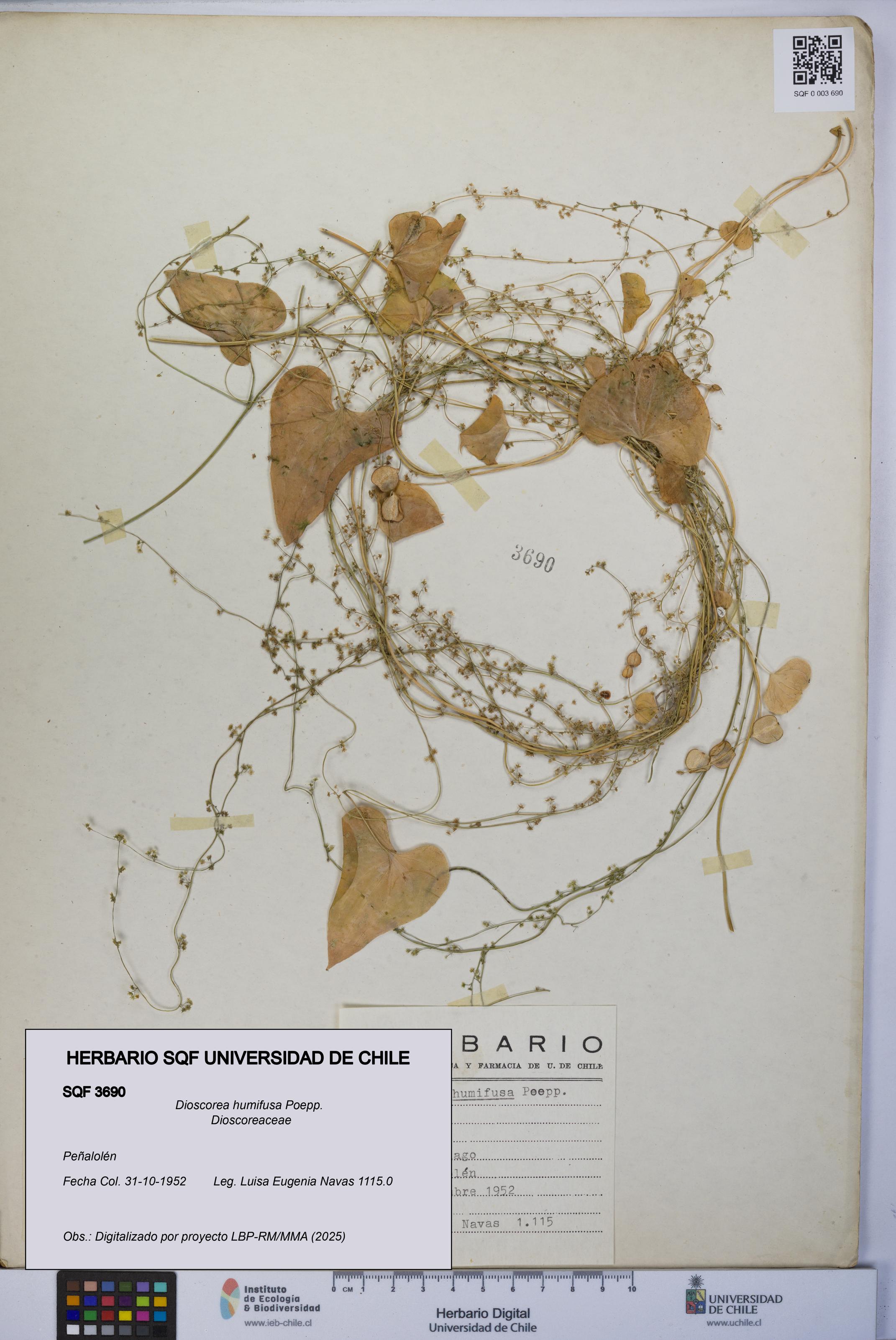 Dioscorea humifusa [Espécimen: UCH:SQF:0003690]