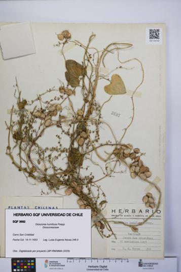 Dioscorea humifusa [Espécimen: UCH:SQF:0003692]