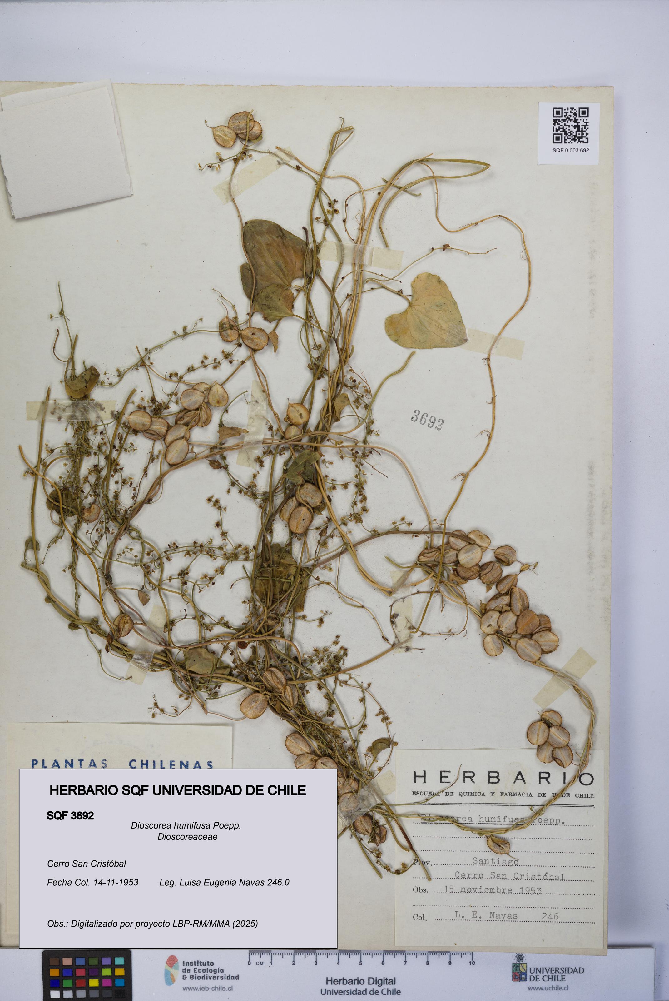 Dioscorea humifusa [Espécimen: UCH:SQF:0003692]