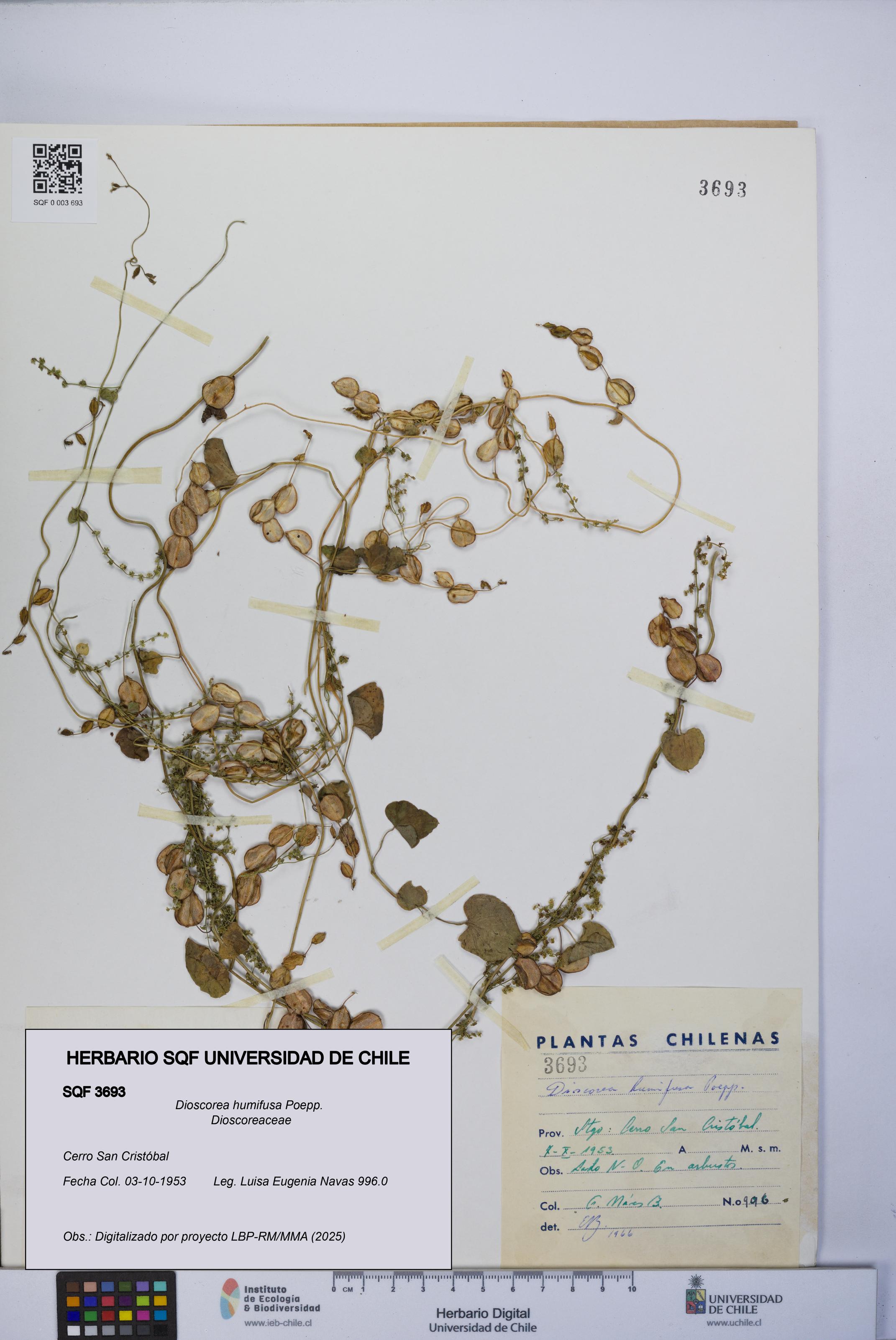 Dioscorea humifusa [Espécimen: UCH:SQF:0003693]