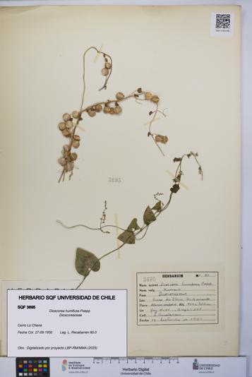Dioscorea humifusa [Espécimen: UCH:SQF:0003695]