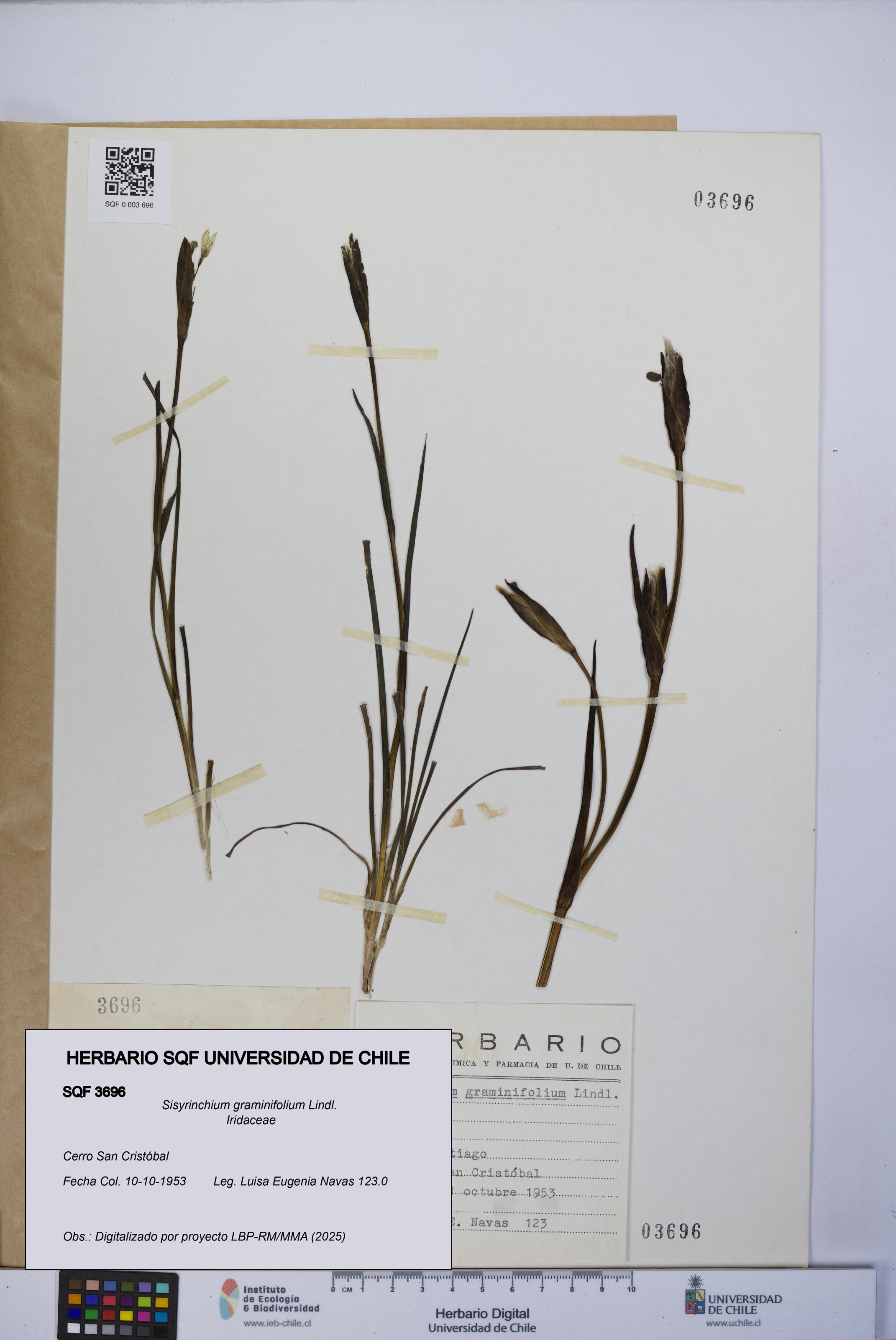 Sisyrinchium graminifolium [Espécimen: UCH:SQF:0003696]