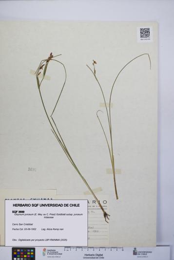 Olsynium junceum subsp. junceum [Espécimen: UCH:SQF:0003699]