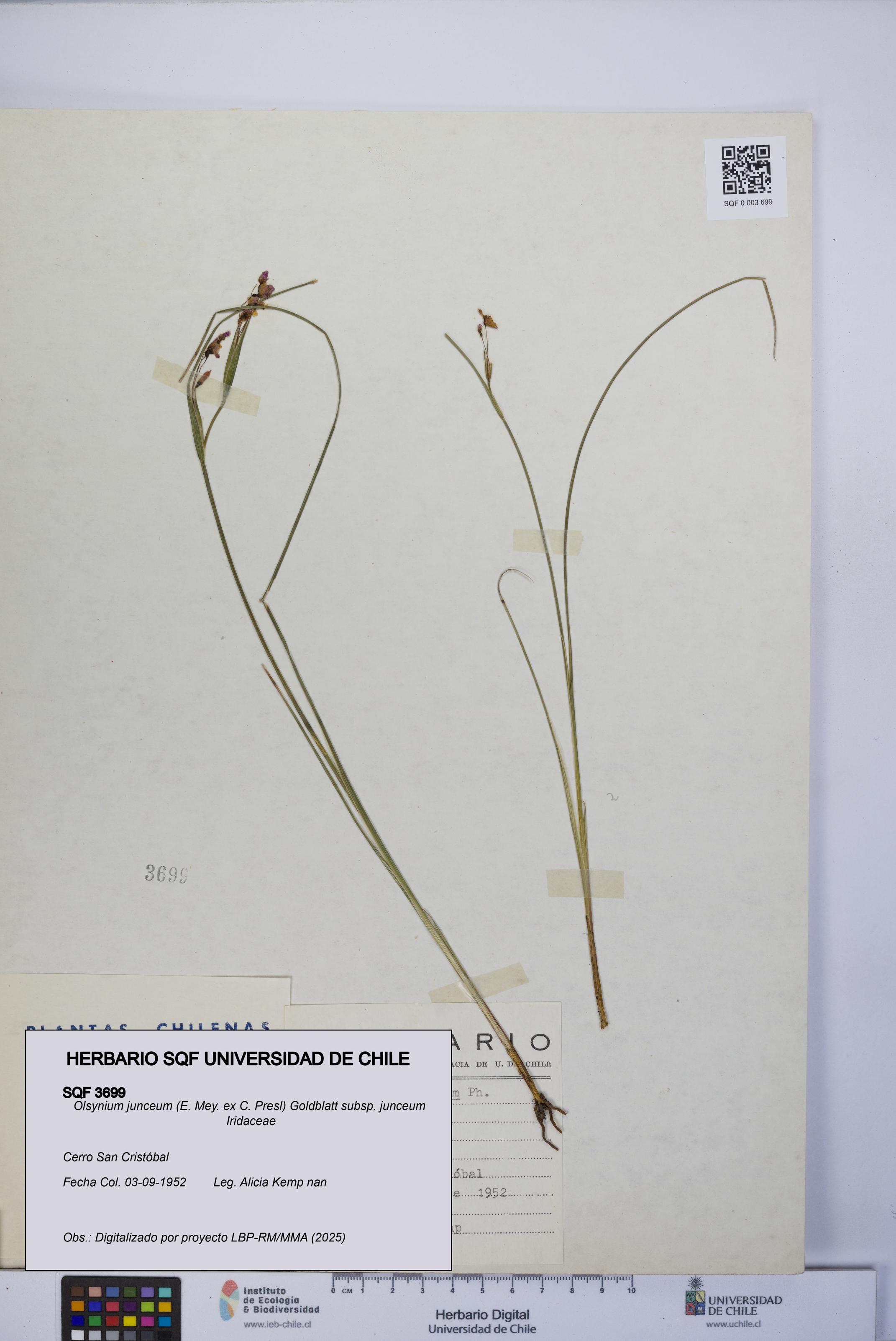 Olsynium junceum subsp. junceum [Espécimen: UCH:SQF:0003699]