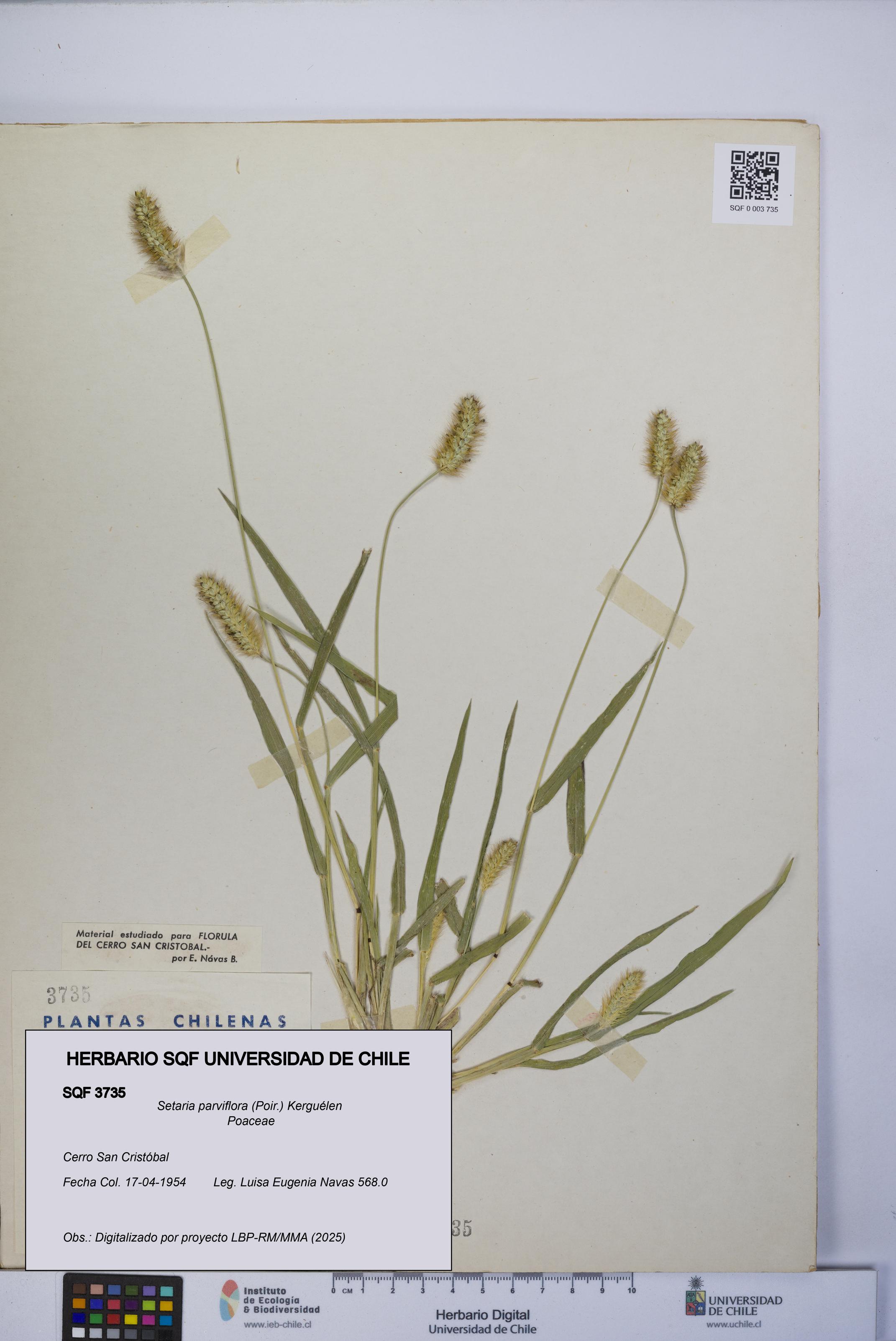 Setaria parviflora [Espécimen: UCH:SQF:0003735]