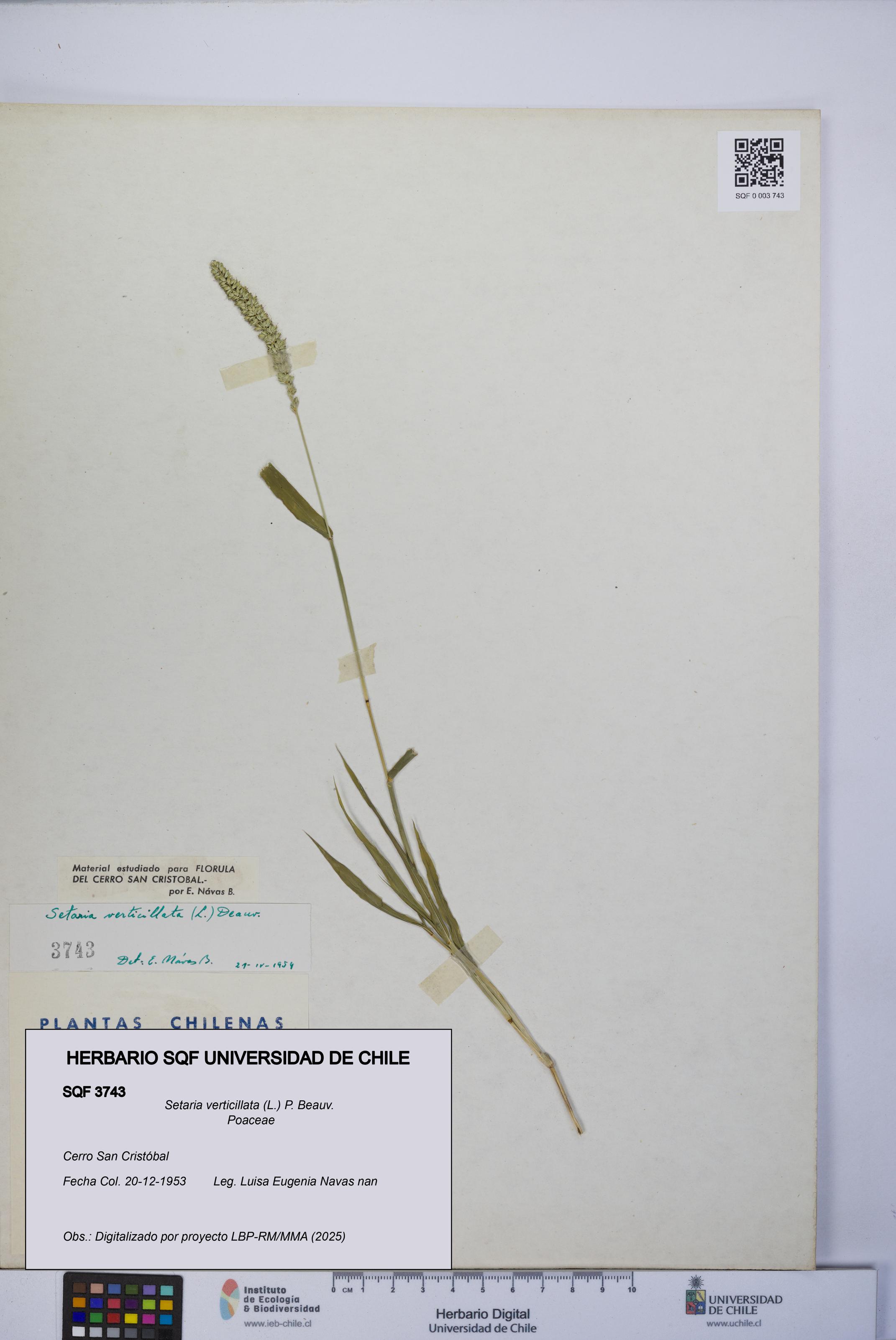 Setaria verticillata [Espécimen: UCH:SQF:0003743]