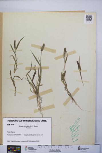 Setaria verticillata [Espécimen: UCH:SQF:0003745]