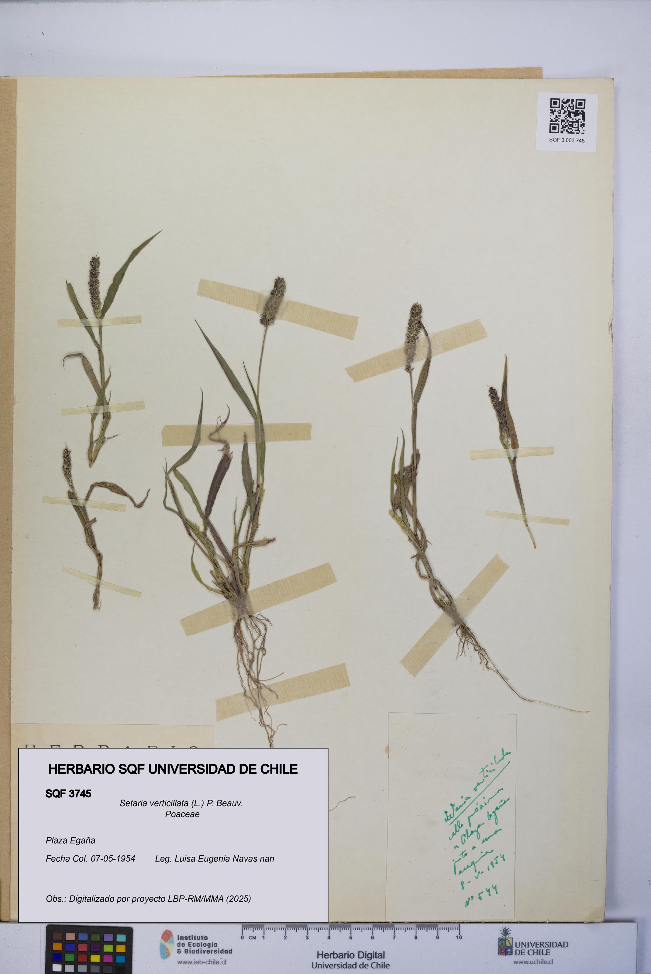Setaria verticillata [Espécimen: UCH:SQF:0003745]