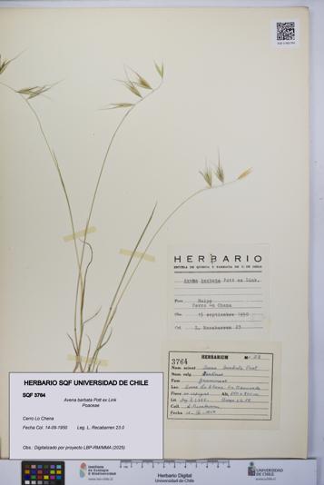 Avena barbata [Espécimen: UCH:SQF:0003764]