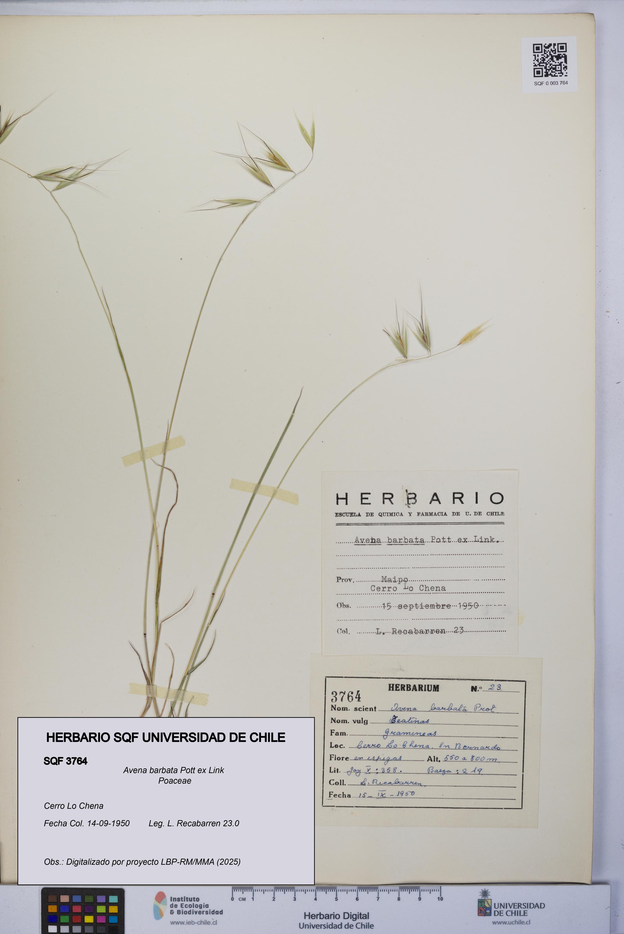 Avena barbata [Espécimen: UCH:SQF:0003764]