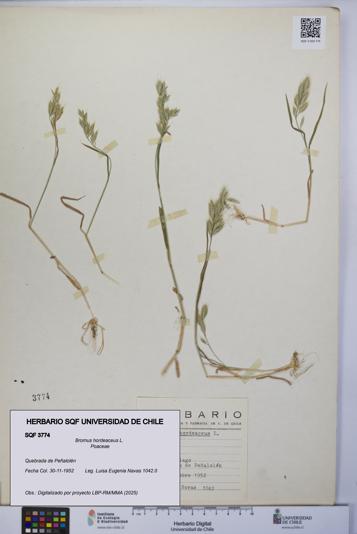 Bromus hordeaceus [Espécimen: UCH:SQF:0003774]