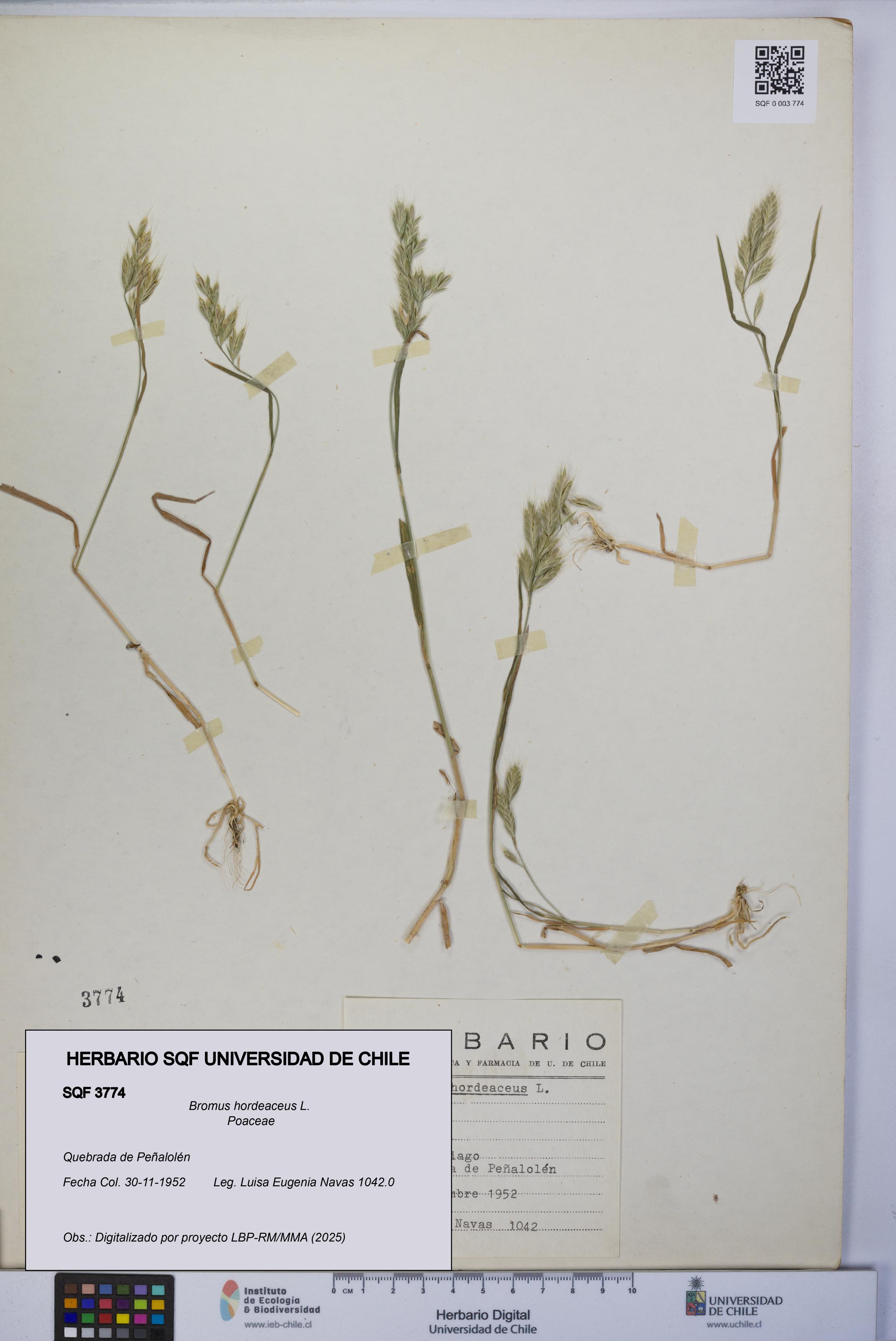 Bromus hordeaceus [Espécimen: UCH:SQF:0003774]