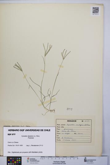 Cynodon dactylon [Espécimen: UCH:SQF:0003777]