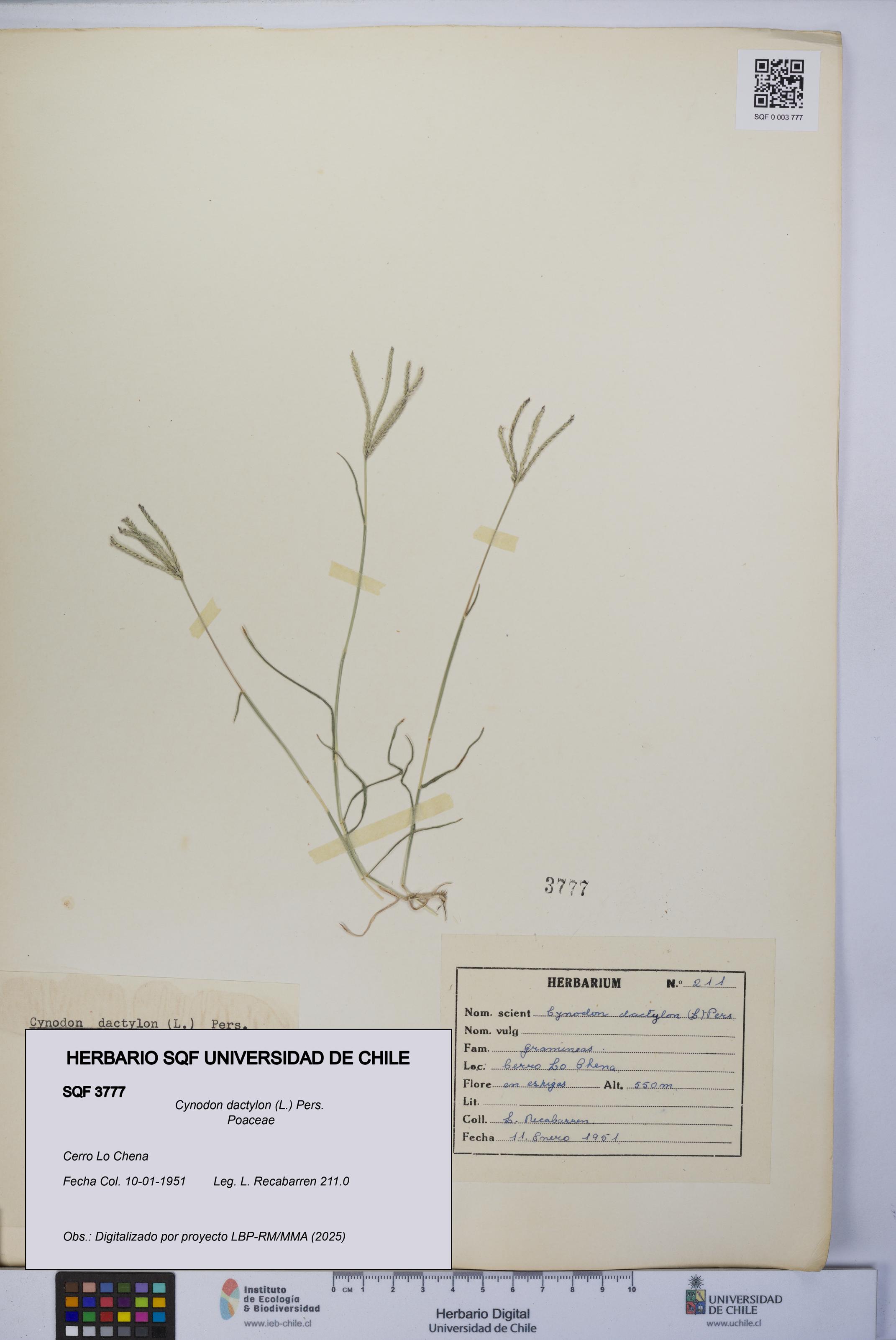 Cynodon dactylon [Espécimen: UCH:SQF:0003777]