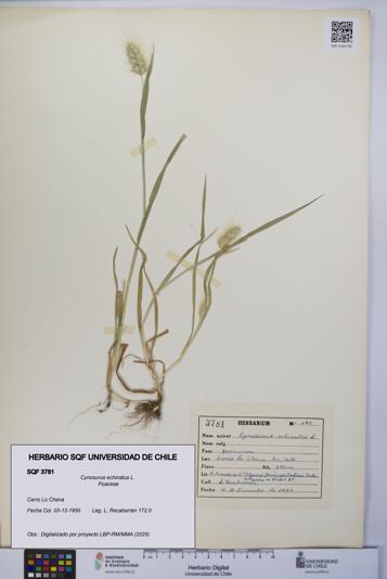 Cynosurus echinatus [Espécimen: UCH:SQF:0003781]