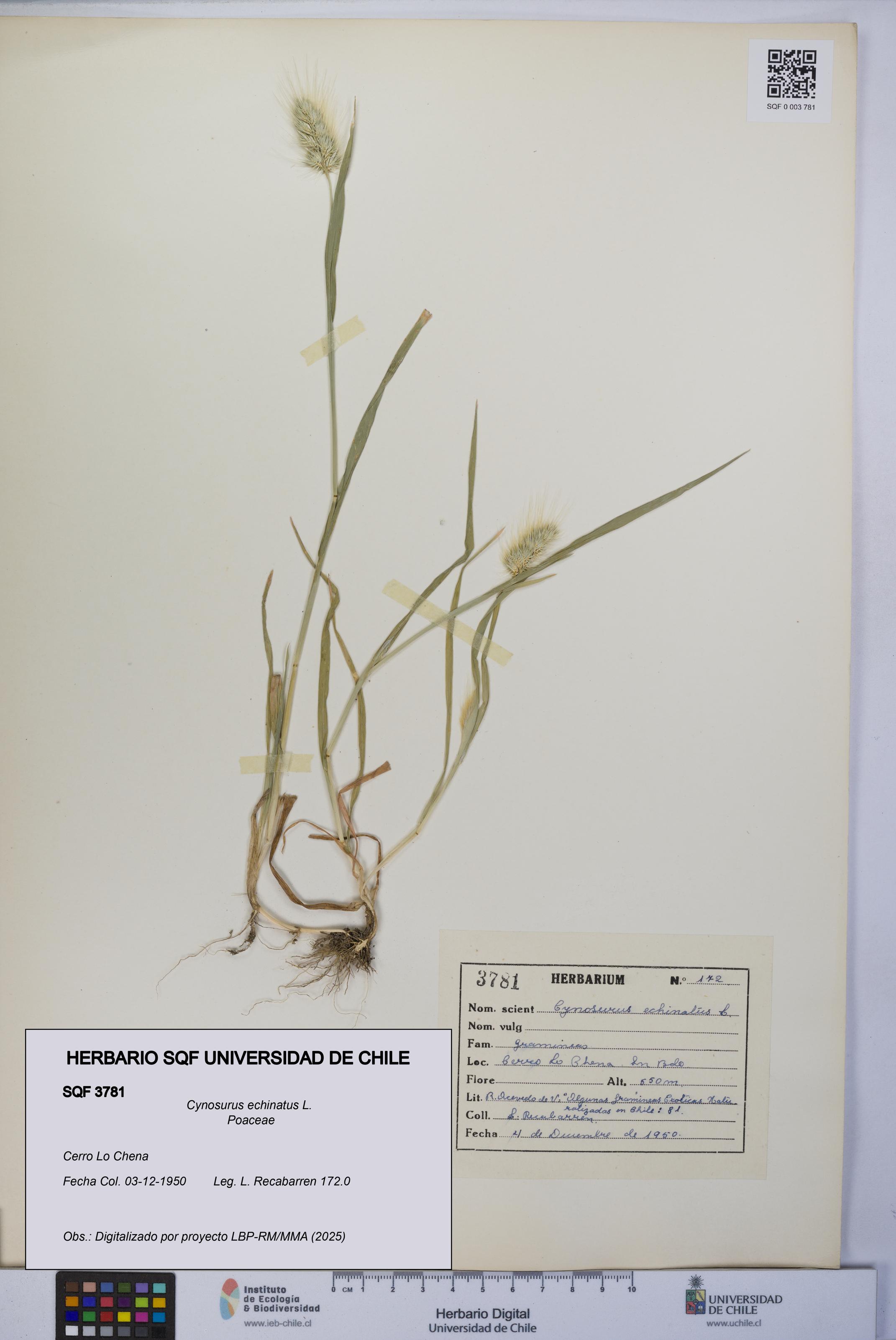 Cynosurus echinatus [Espécimen: UCH:SQF:0003781]