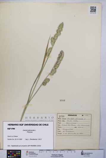 Dactylis glomerata [Espécimen: UCH:SQF:0003790]