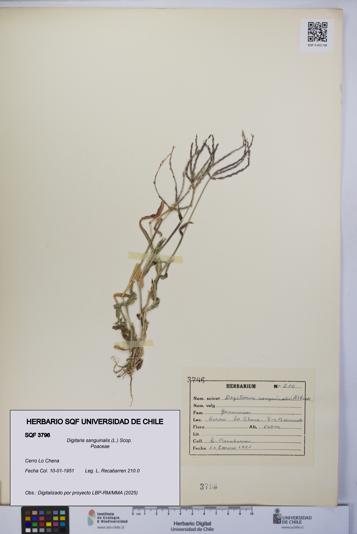 Digitaria sanguinalis [Espécimen: UCH:SQF:0003796]