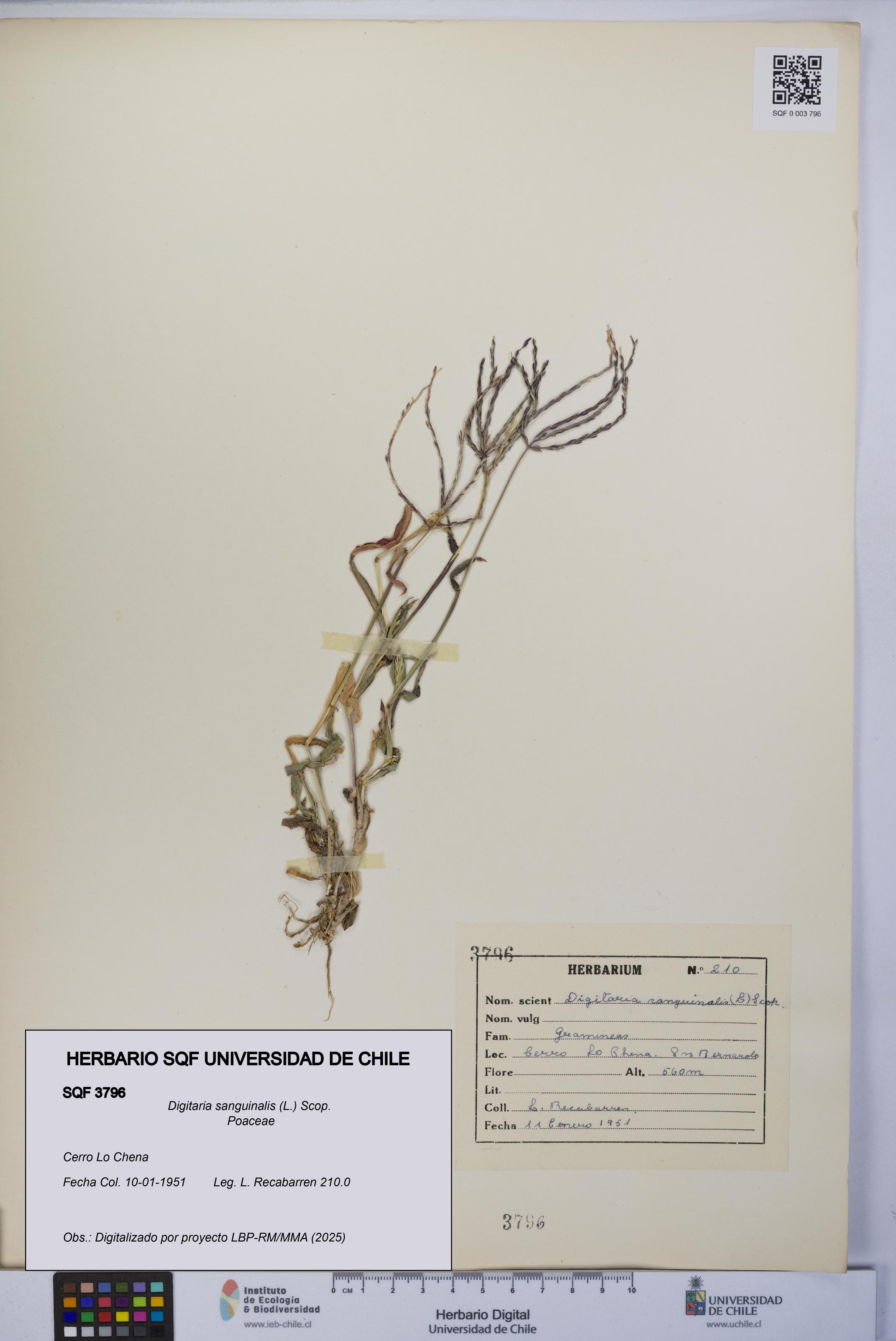 Digitaria sanguinalis [Espécimen: UCH:SQF:0003796]