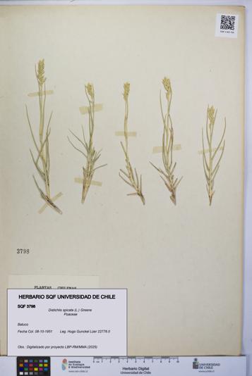 Distichlis spicata [Espécimen: UCH:SQF:0003798]