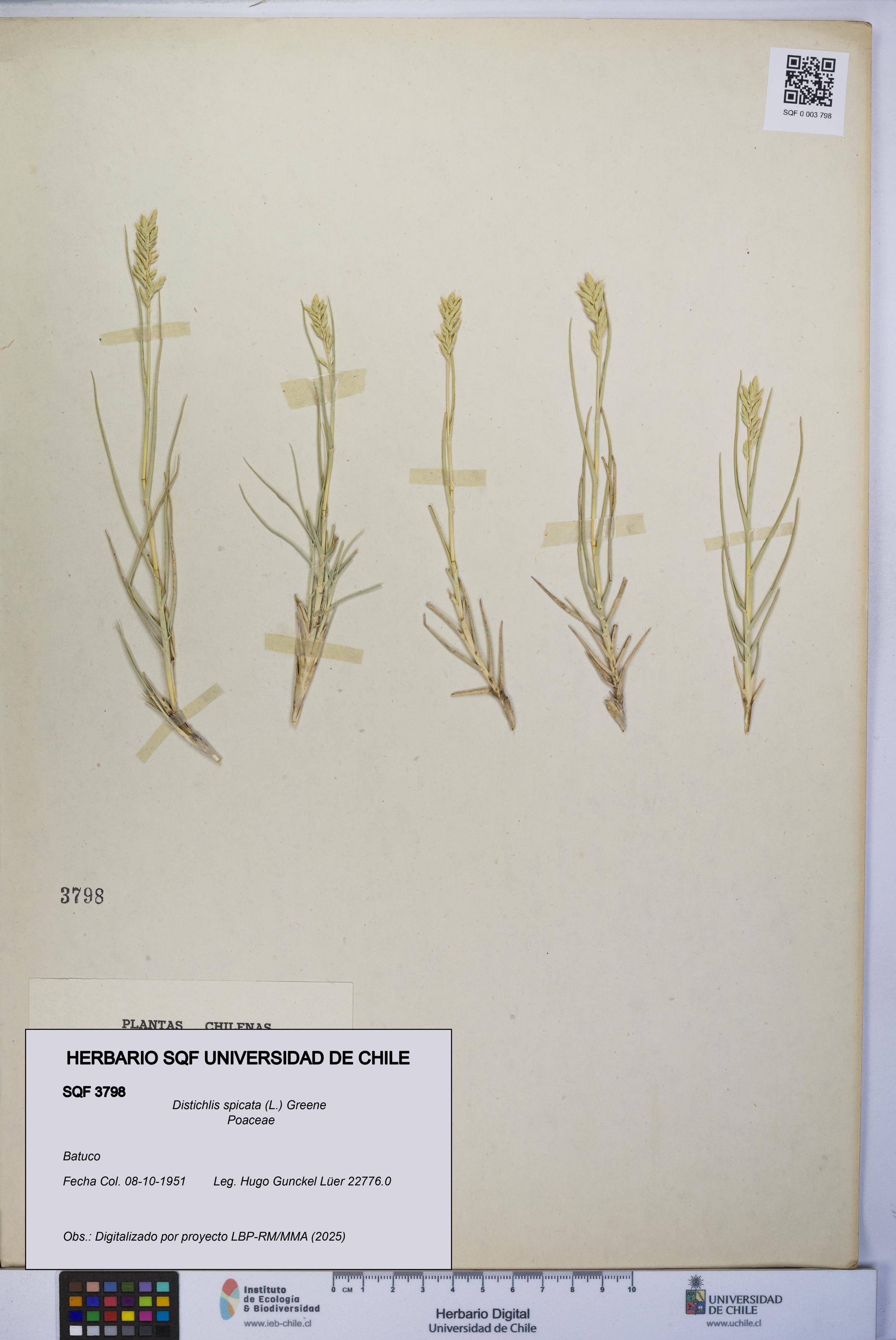 Distichlis spicata [Espécimen: UCH:SQF:0003798]
