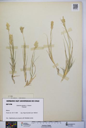 Distichlis spicata [Espécimen: UCH:SQF:0003799]