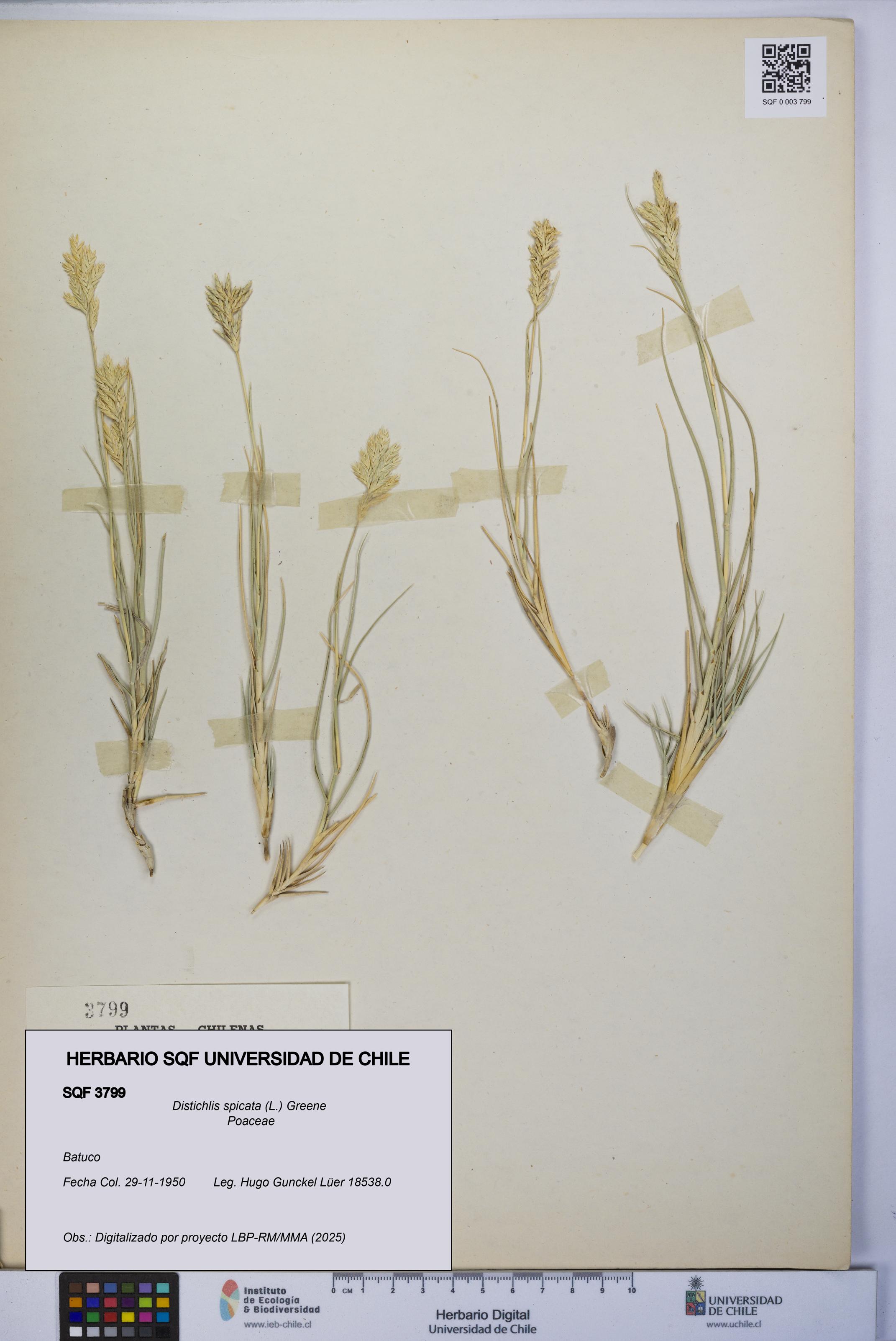 Distichlis spicata [Espécimen: UCH:SQF:0003799]