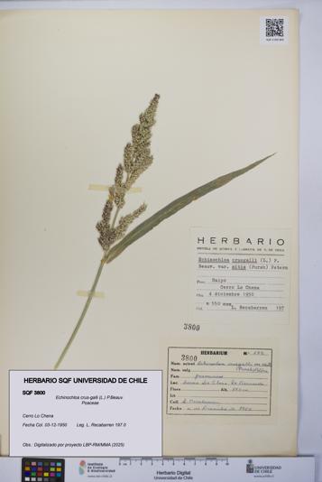 Echinochloa crus-galli [Espécimen: UCH:SQF:0003800]
