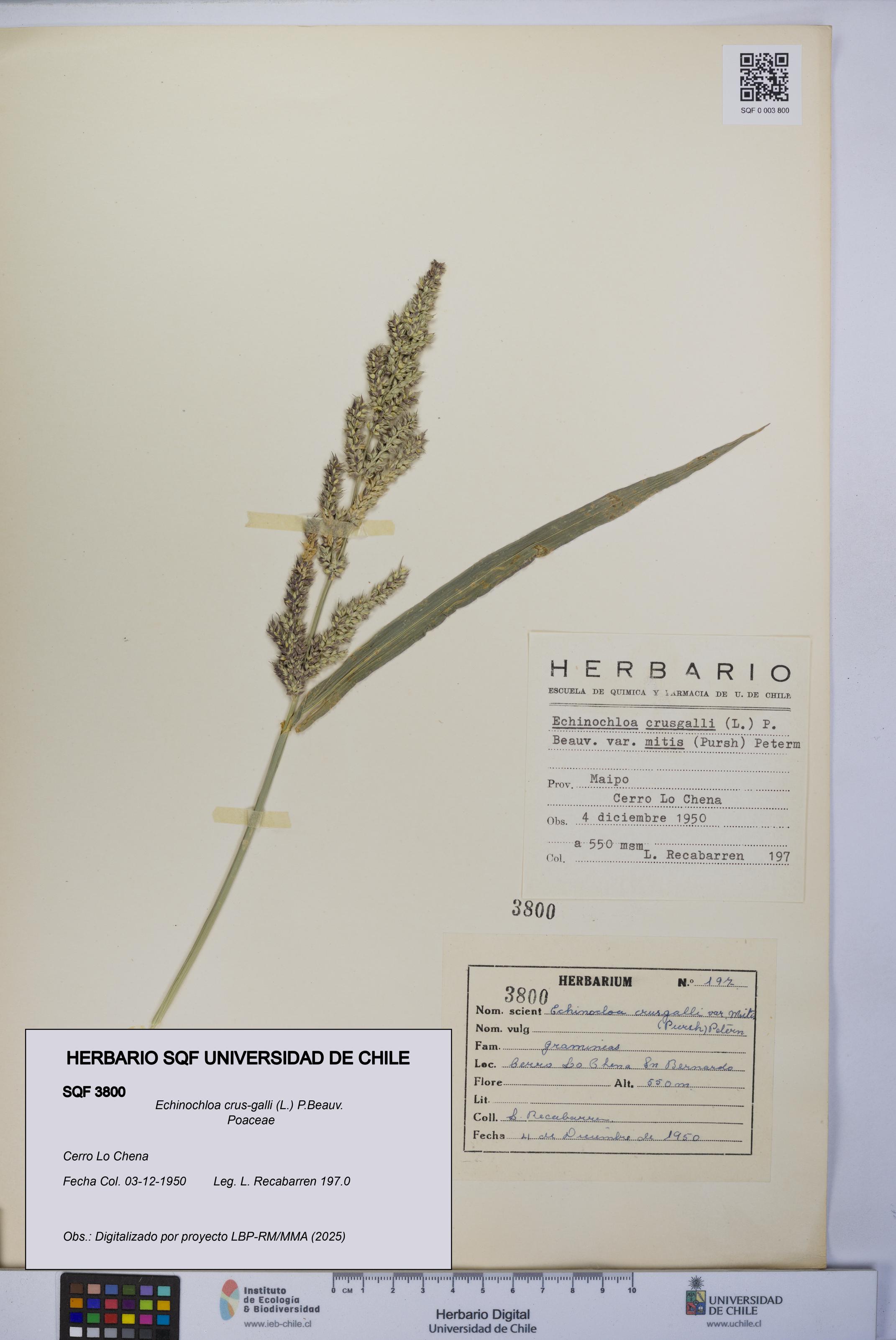 Echinochloa crus-galli [Espécimen: UCH:SQF:0003800]