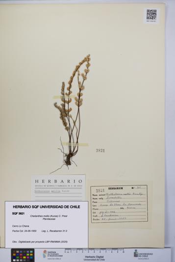 Cheilanthes mollis [Espécimen: UCH:SQF:0003821]