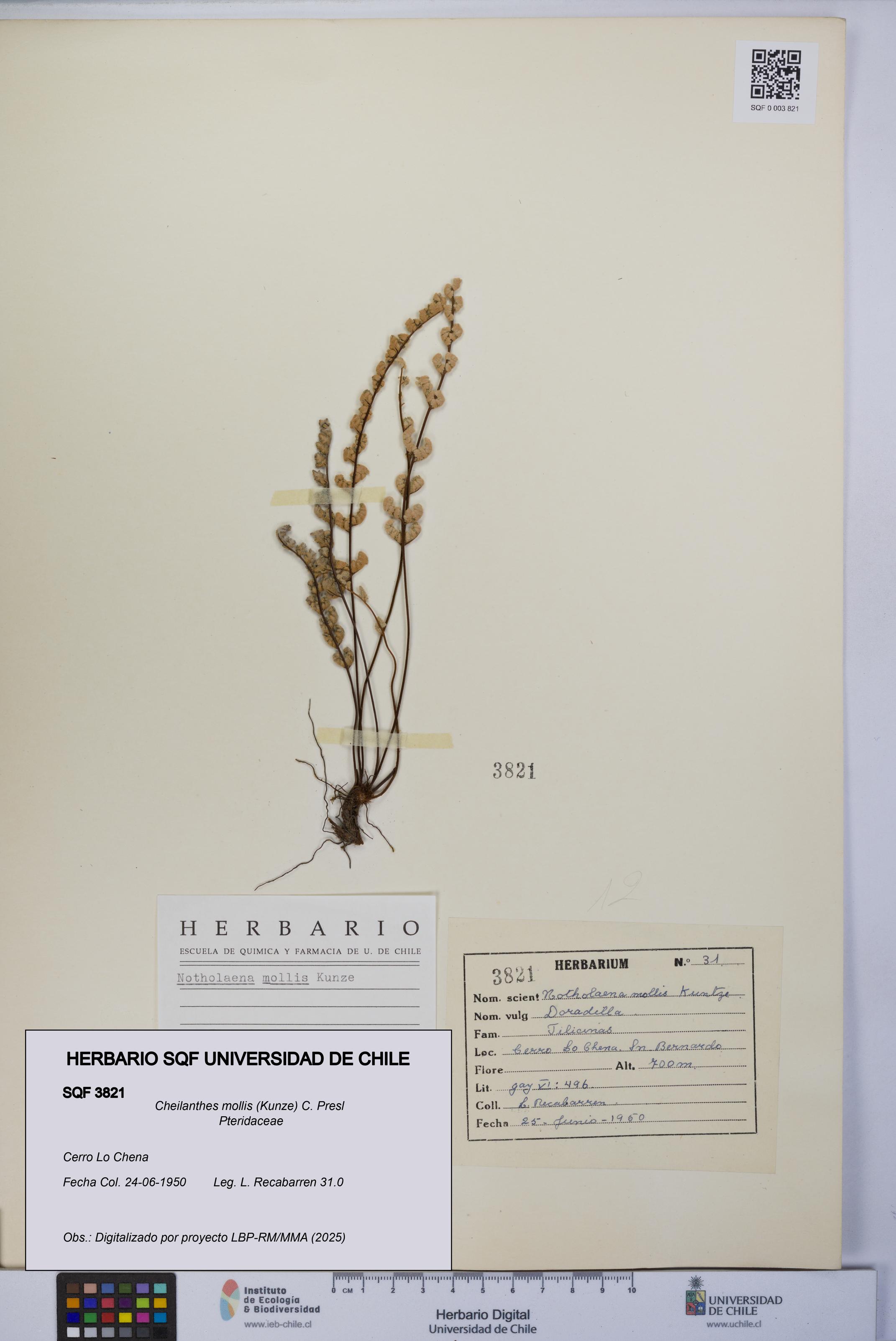 Cheilanthes mollis [Espécimen: UCH:SQF:0003821]