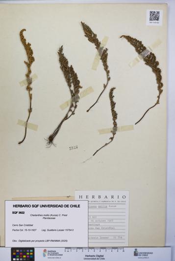 Cheilanthes mollis [Espécimen: UCH:SQF:0003822]