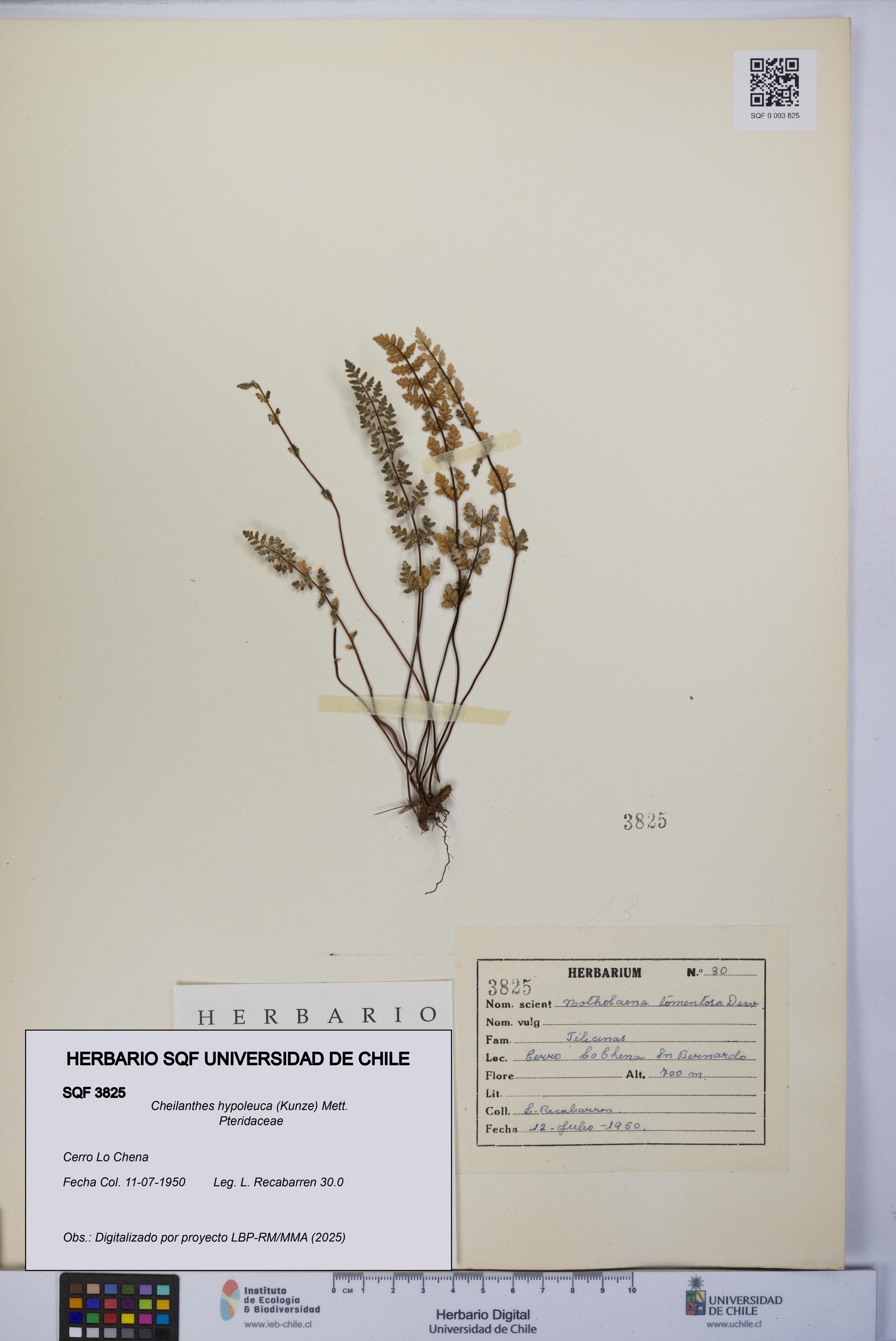 Cheilanthes hypoleuca [Espécimen: UCH:SQF:0003825]