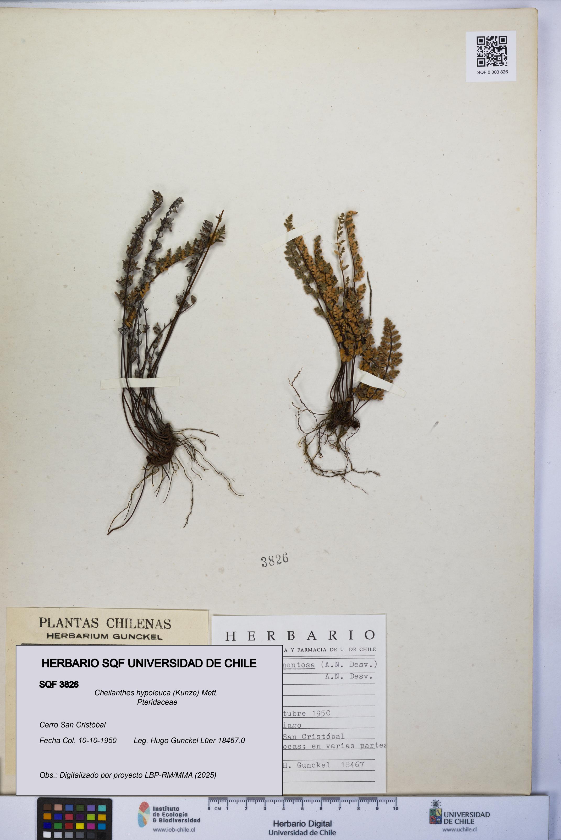 Cheilanthes hypoleuca [Espécimen: UCH:SQF:0003826]