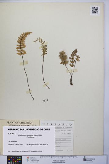 Cheilanthes hypoleuca [Espécimen: UCH:SQF:0003827]