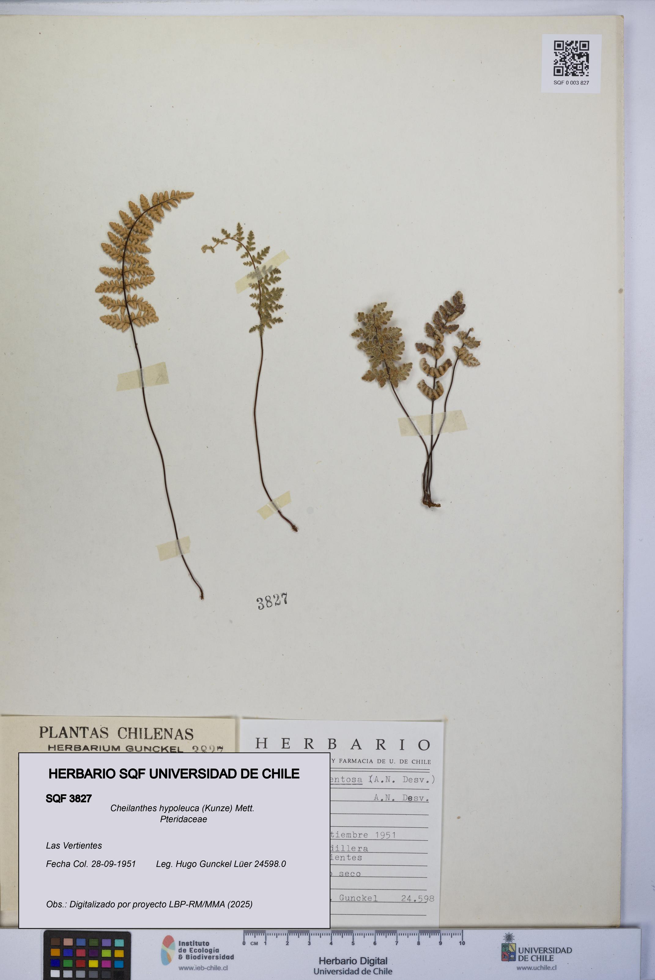 Cheilanthes hypoleuca [Espécimen: UCH:SQF:0003827]
