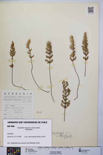 Cheilanthes hypoleuca [Espécimen: UCH:SQF:0003828]