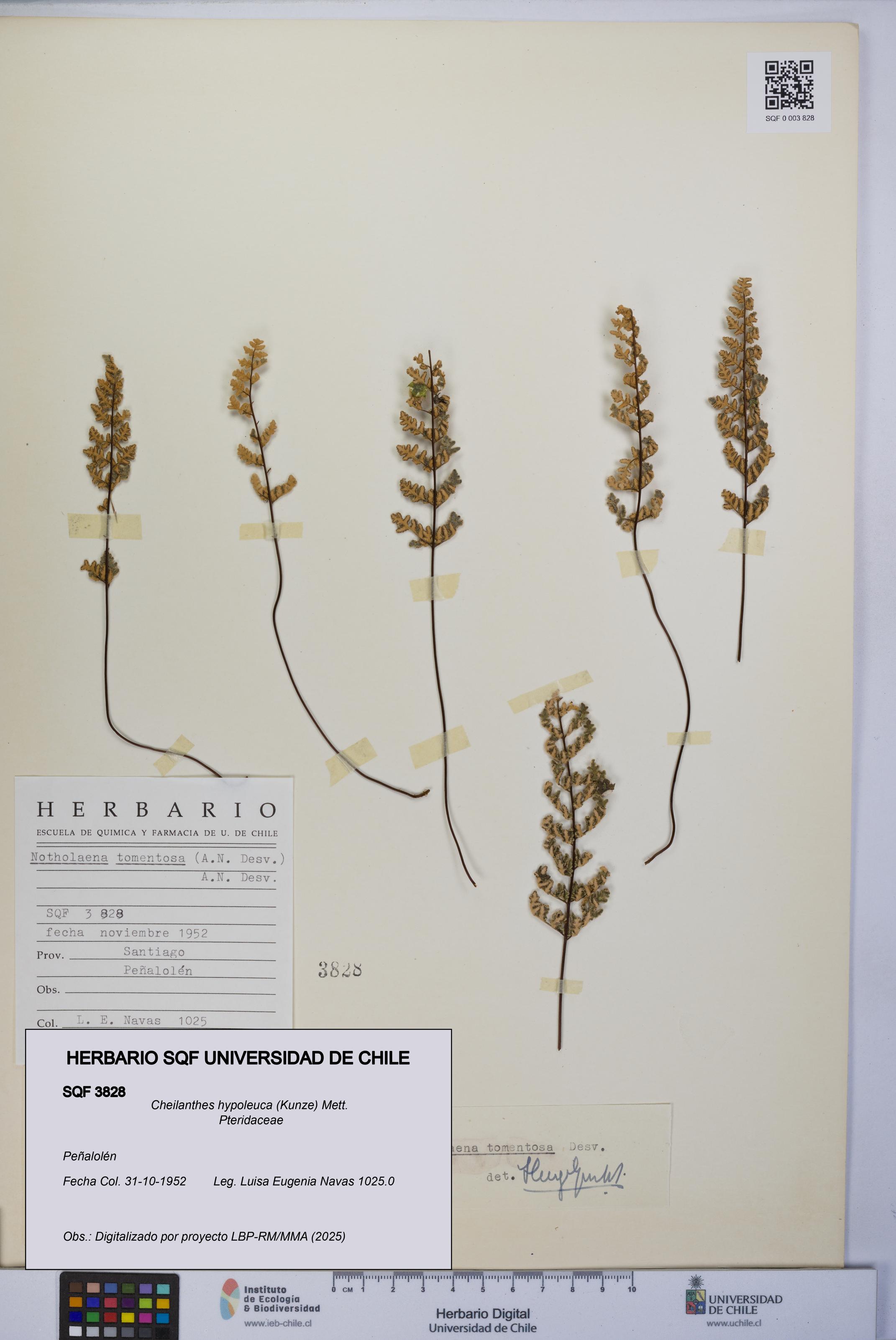 Cheilanthes hypoleuca [Espécimen: UCH:SQF:0003828]