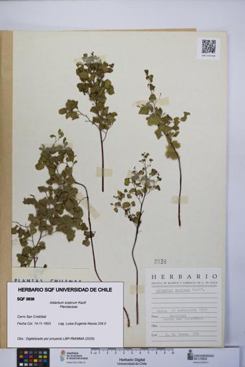 Adiantum scabrum [Espécimen: UCH:SQF:0003838]