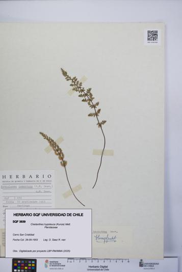 Cheilanthes hypoleuca [Espécimen: UCH:SQF:0003839]