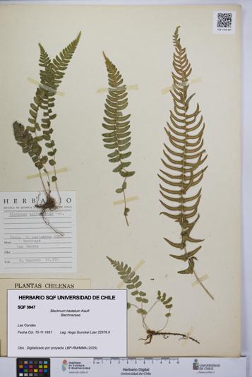 Blechnum hastatum [Espécimen: UCH:SQF:0003847]